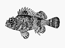 Image of Scorpaena bergii (Goosehead scorpionfish)