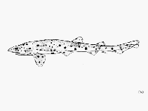 Image of Scyliorhinus besnardi (Polkadot catshark)
