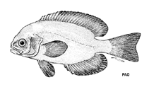 Image of Schedophilus pemarco (Pemarco blackfish)