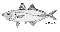 Image of Selar crumenophthalmus (Bigeye scad)