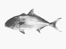 Image of Seriola hippos (Samson fish)