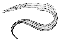 Image of Serrivomer lanceolatoides (Bronze sawtooth eel)