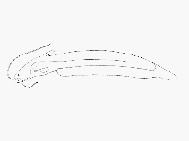 Image of Silurichthys sanguineus 