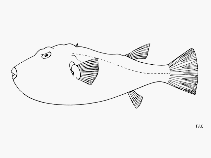 Image of Sphoeroides angusticeps (Narrow-headed puffer)