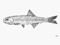 Image of Stolephorus advenus (False Indian anchovy)