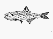 Image of Stolephorus baganensis (Bagan anchovy)
