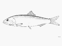 Image of Strangomera bentincki (Araucanian herring)