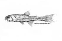 Image of Stenobrachius leucopsarus (Northern lampfish)