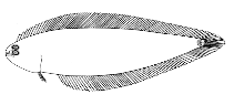 Image of Symphurus kyaropterygium 
