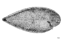 Image of Dagetichthys marginatus (White-margined sole)