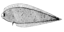 Image of Symphurus minor (Largescale tonguefish)