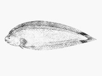 Image of Symphurus ocellatus (Double-spot tonguesole)