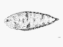 Image of Symphurus variegatus 