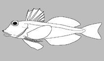 Image of Lepidotrigla calodactyla (Drab longfin gurnard)