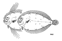 Image of Taeniopsetta ocellata (Indo-Pacific ocellated flounder)