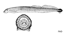 Image of Tetrapleurodon geminis (Mexican brook lamprey)