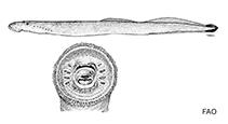 Image of Tetrapleurodon spadiceus (Mexican lamprey)