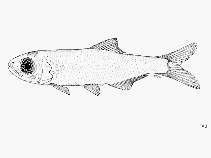 Image of Thrattidion noctivagus (Sanaga pygmy herring)