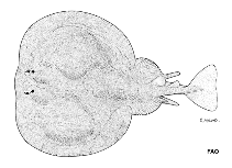 Image of Tetronarce macneilli (Shorttail torpedo)