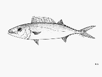 Image of Tongaichthys robustus (Tonga escolar)