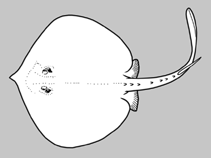 Image of Urobatis marmoratus (Chilean round stingray)