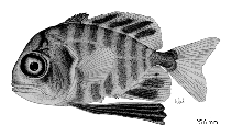 Image of Uraspis secunda (Cottonmouth jack)
