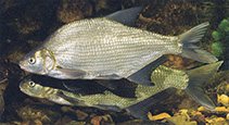 Image of Abramis brama (Freshwater bream)
