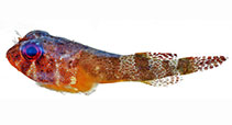 Image of Acyrtus artius (Papillate clingfish)