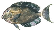 Image of Acanthurus auranticavus (Orange-socket surgeonfish)