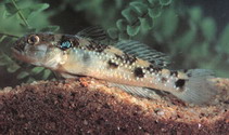 Image of Acentrogobius caninus (Tropical sand goby)