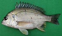 Image of Acanthopagrus datnia (Bengal yellowfin seabream)