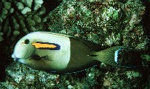 Image of Acanthurus olivaceus (Orangespot surgeonfish)
