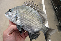 Image of Acanthopagrus pacificus (Pacific seabream)