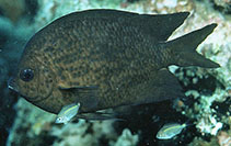 Image of Acanthochromis polyacanthus (Spiny chromis)