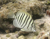 Image of Acanthurus polyzona (Black-barred surgeonfish)