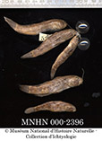 Image of Acentrogobius simplex (Bagamoyo goby)