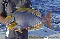 Image of Acanthurus xanthopterus (Yellowfin surgeonfish)