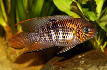 Image of Andinoacara biseriatus 