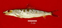 Image of Albula nemoptera (Threadfin bonefish)