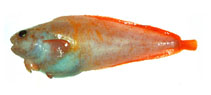Image of Careproctus pycnosoma 