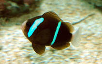 Image of Amphiprion akindynos (Barrier reef anemonefish)