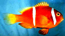 Image of Amphiprion chagosensis (Chagos anemonefish)