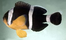Image of Amphiprion chrysogaster (Mauritian anemonefish)