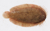 Image of Ammotretis elongatus (Elongate flounder)
