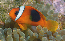 Image of Amphiprion ephippium (Saddle anemonefish)