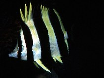 Image of Amphichaetodon howensis (Lord Howe Island butterflyfish)