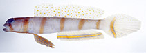 Image of Amblyeleotris morishitai 