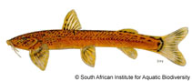 Image of Amphilius natalensis (Natal mountain catfish)