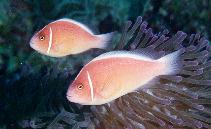 Image of Amphiprion perideraion (Pink anemonefish)