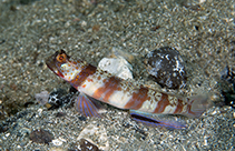 Image of Amblyeleotris periophthalma (Periophthalma prawn-goby)